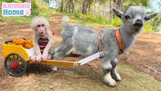 BiBi takes goat to harvest fruit