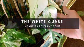 Variegated Monstera White Curse Episode | Rare Plant Tour | Collector-Seller Series P6 | Ep 55