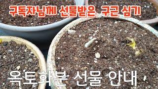 선물받은  #구근 심어주기  얼레지 콜치컴 루디 불루벨