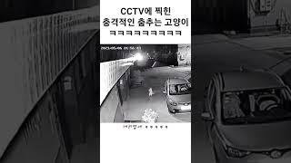 CCTV에 찍힌 충격적인 춤추는 고양이 ㅋㅋㅋㅋㅋ