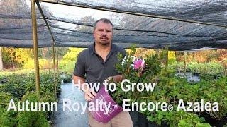 How to grow Autumn Royalty™ Encore® Azaleas with a detailed description