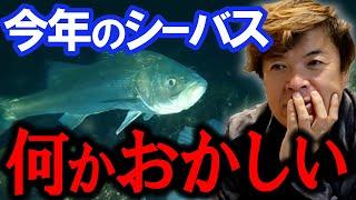 シーバスパターンが通用しない！　村岡昌憲【切り抜き】