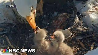 Viral bald eagle couple welcomes third baby eaglets to the nest