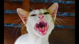 Cat meowing very loudly - Billi ki awaj - बिल्ली की आवाज