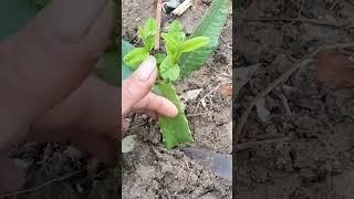 planting with aloe Vera