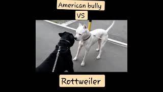 Rottweiler vs Argentina 