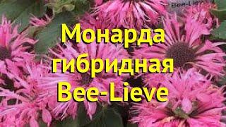 Монарда гибридная Би Лив. Краткий обзор, описание характеристик мonarda hybr. Bee-Lieve