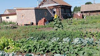 Жизнь в деревне/У мамы в гостях.Сьездили в город.Собрали смородину.Картошка с мясом в духовке.