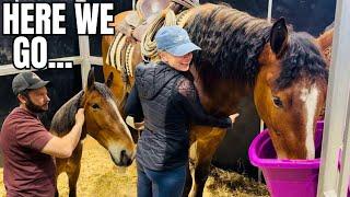 I’m Bidding HARD on This BIG Bay Auction Horse! Did We Get The Final Bid?