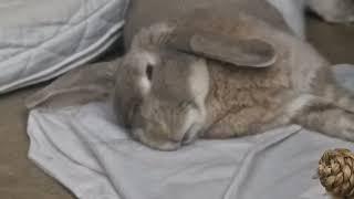 Sleepy Bunny's Irresistibly Cute Dreams!