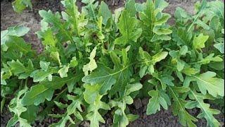 How to grow arugula in the open ground An easy way