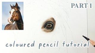 How to Draw a Horse in Coloured Pencils | Realistic Drawing Tutorial Full Series | Part 1