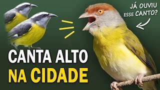 PASSARINHADA URBANA: Aves cantoras das cidades! Espécies comuns e pouco conhecidas!