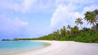 Paradise Found: Turquoise Ocean Water and Wild Beach! Maldives 4K ULTRA HD