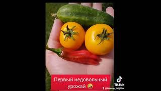 Мой первый урожай не очень рад , что я его собрала .