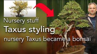 Bonsai - Styling: Styling an old and thick nursery stock Taxus into a bonsai