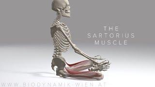 Sartorius Muscle 4K Animation