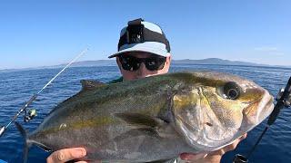 Pêche de la Sériole en méditerranée ! Traîne lente + vifs !!