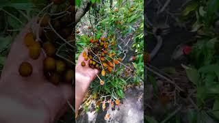 Yummy Dialium Ovoideum Sri Lankan Wild Fruits #wildfruits #fruitsvideo #dialiumovoideum #travelvideo