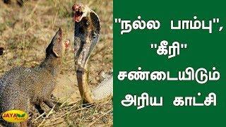 "Nalla Pambu", "Keri" fighting rare scene | Cobra Snake vs Mongoose