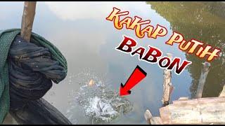 TERNYATA SPOT INI DI HUNI KAKAP PUTIH..!! Berburu Kakap Putih Sang Predator Tambak