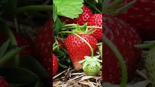 Уход за клубникой весной - Хитсад ТВ