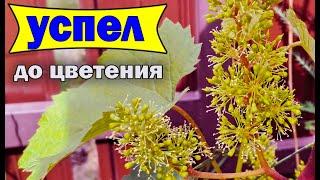 Grapes Processing Flowering