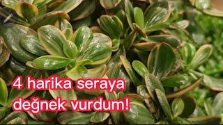 Para ağaçları cennetine düştüm!#sukulent #sera #vlog