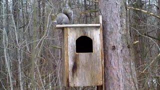 The Owl Box Project