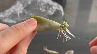 How to Propagate Succulents in the water