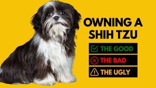 Owning a Shih Tzu: The Good, The Bad, The Ugly