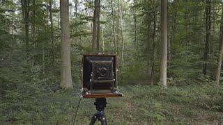 Landscape photography in a Forest : Medium Format and Large Format Photography on Film