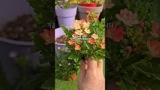 봄~가을까지 오래피는꽃      #옥상정원 #꽃모종