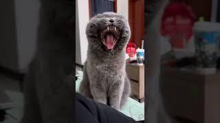 These Cats Will Make Your Day with Their Hilarious Antics! 