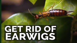 Get Rid of Earwigs With These 2 Traps!