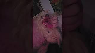 poor Scruffy after the big storm  May 21, 2024