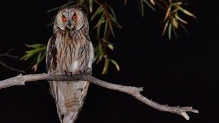 21 min.  documentary about 5 Owls of Cyprus by George Konstantinou