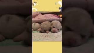 계곡물에 빠진 강아지를 본 동자승의 반응 #shorts
