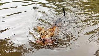 A mother cat bravely crossed the water, determined to keep her kittens safe!