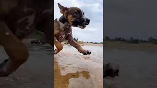 Puppy happy#shortvideo #puppy #entertainingpets #dog ##viralshort #viralvideos #video #cat #pets