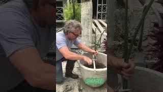 #shorts how to propagate papyrus using water. If papyrus tops touch soil or water they start to root