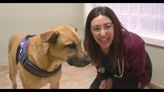 Meet ULVH Veterinarian Dr. Lauren Napier