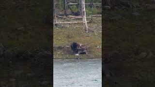 Big Grizzly Pulls Meat off A Huge Moose Bull