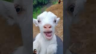 Goat Sound From USA #keçi #trend #trendvideo #shortsvideo #oğlak