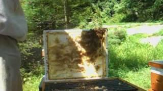 Plastic Drawn Comb.wmv