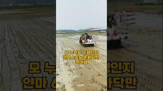 모내기 할 때 가끔 보게 되는 실수