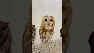 Tawny Owl - Owl Calls and Sounds