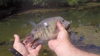 Rio Grande Cichlid - Rare Texas Fish! Better than Bluegill? More Fun than Bluegill?