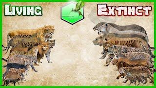 Big Cats Size Comparison LİVİNG EXTİNCT