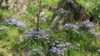 5 AMAZING EAST COAST NATIVE GROUND COVERS